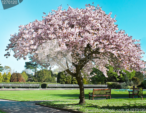 Image of blossom tree