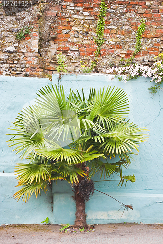 Image of Palm tree