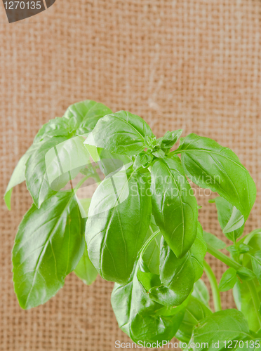 Image of basil