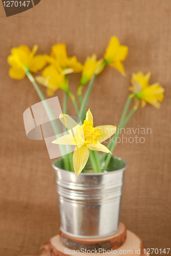 Image of daffodils