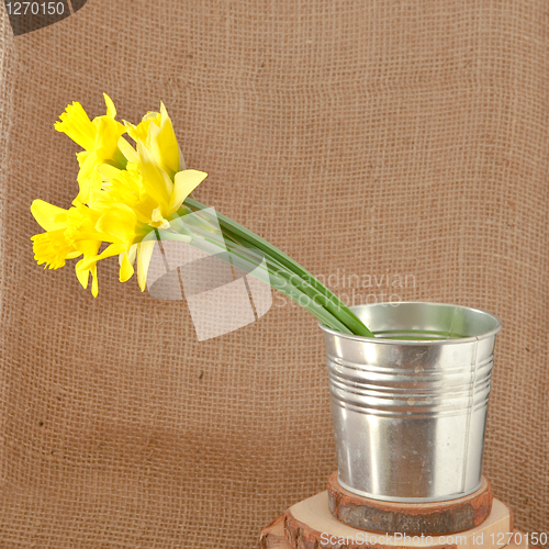 Image of daffodils