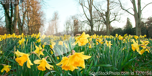 Image of Daffodils