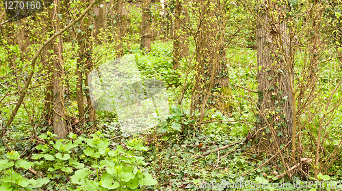 Image of Spring woodland