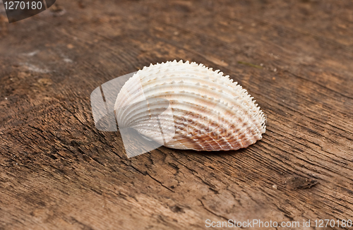 Image of Shell