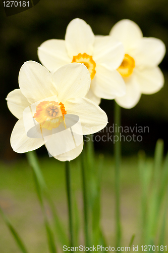 Image of daffodils