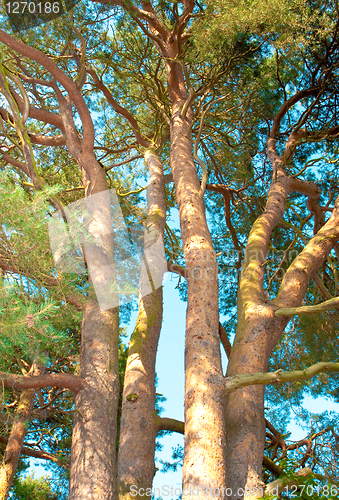 Image of Trunks of fir trees