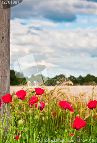 Image of Summer poppies 