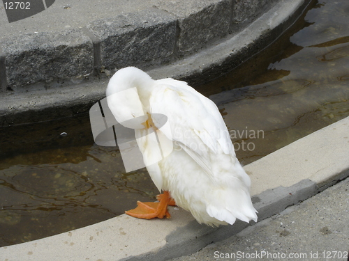 Image of White Duck