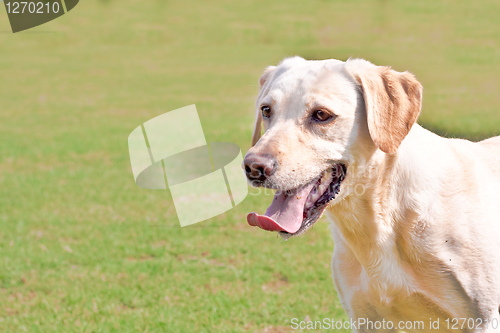 Image of Golden labrador