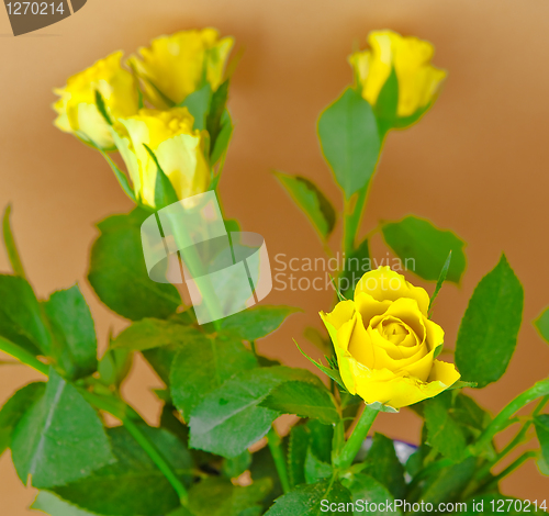 Image of Yellow Roses