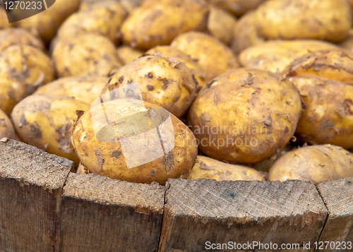 Image of Freshly harvested potatoes in a wooden bucket