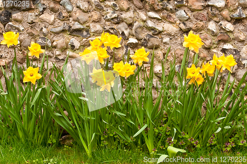 Image of daffodils