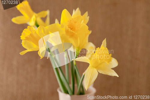 Image of daffodils