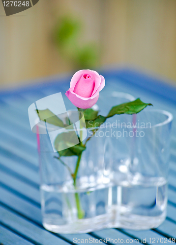 Image of Pink rose in a glass vase 