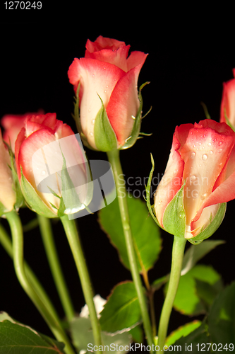 Image of roses