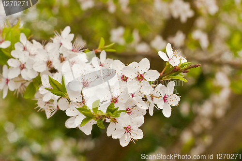 Image of blossom