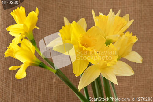 Image of daffodils