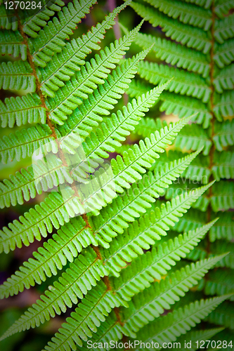 Image of Fern leaf 