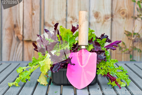 Image of Gardening