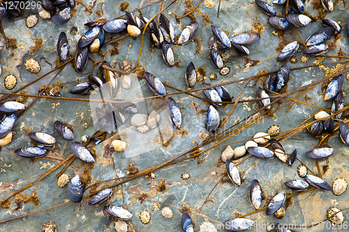 Image of Mussles and barnacles