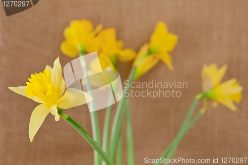 Image of daffodils