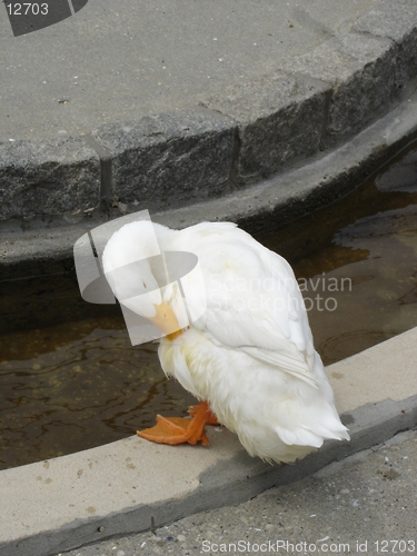 Image of Duck