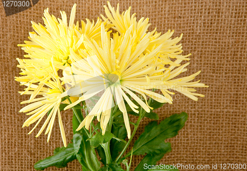 Image of chrysanthemum