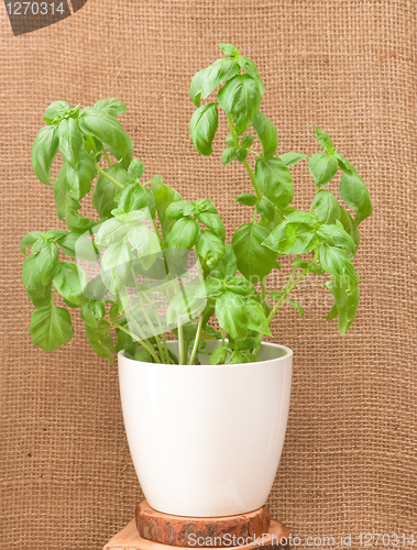 Image of basil