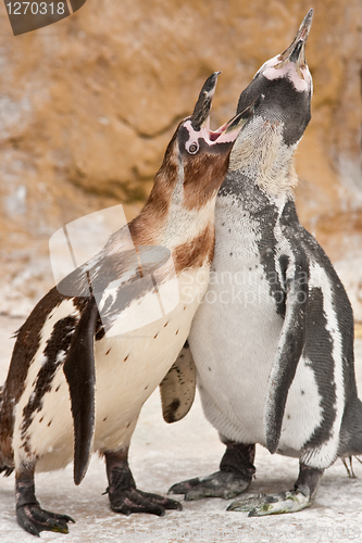 Image of penguin