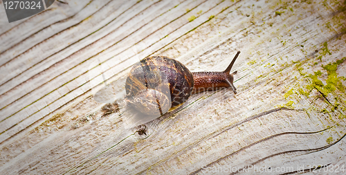 Image of A snail sliding across a wooden surface