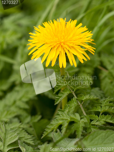 Image of dandelion