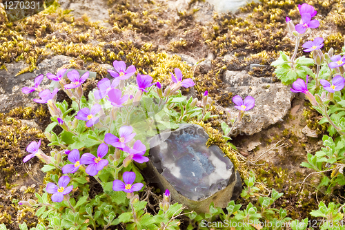 Image of blue bells