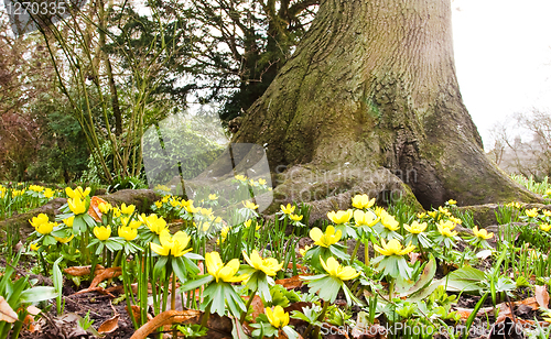 Image of spring flowers