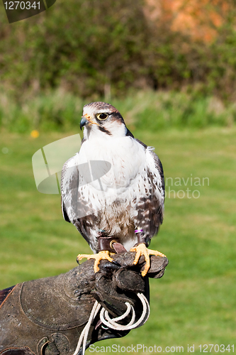 Image of lugger falcon