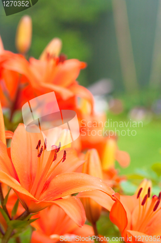 Image of Orange lillies