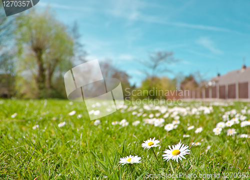 Image of daisies