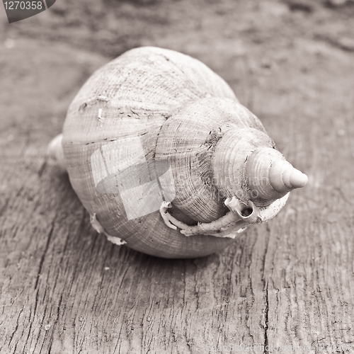 Image of conch shell