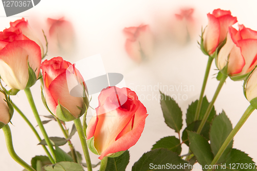 Image of roses