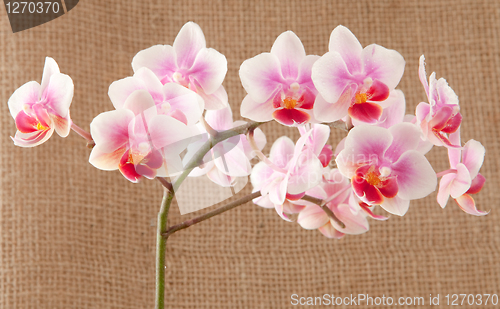 Image of orchid