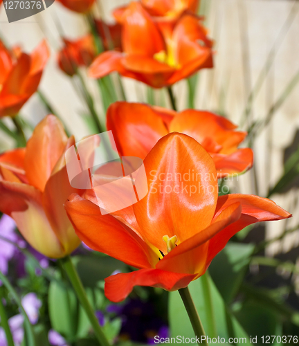 Image of Orange tulips