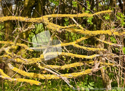 Image of Lichen