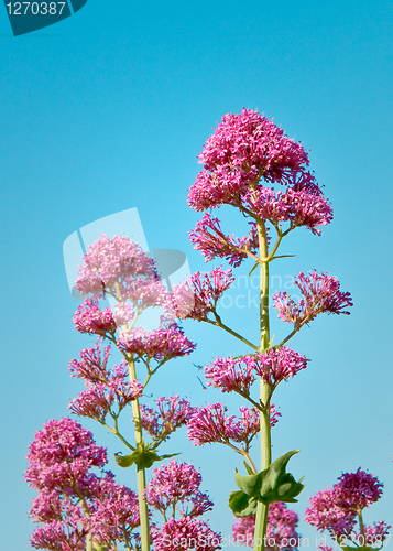 Image of Purple spring plants against a blue sky