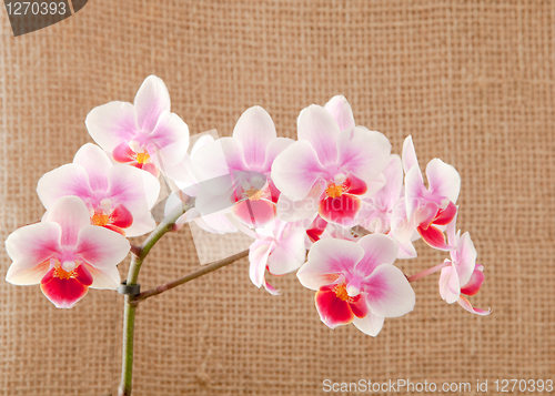 Image of orchid