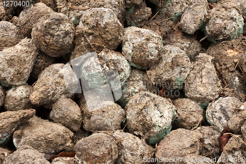 Image of sugarbeet