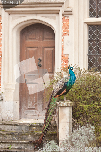 Image of peacock