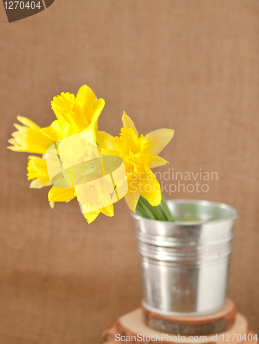 Image of daffodils