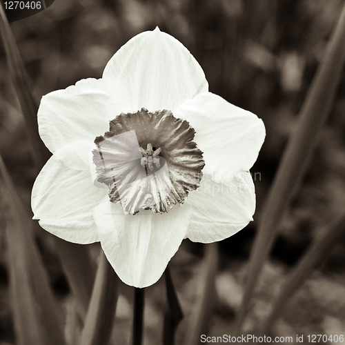 Image of daffodil