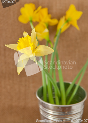 Image of daffodils