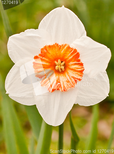 Image of daffodil