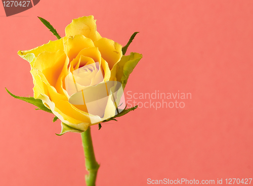 Image of yellow rose